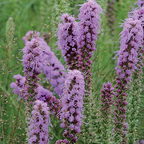 Seed Savers Exchange - Prairie Blazingstar