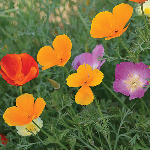 Seed Savers Exchange - California Poppy Mix