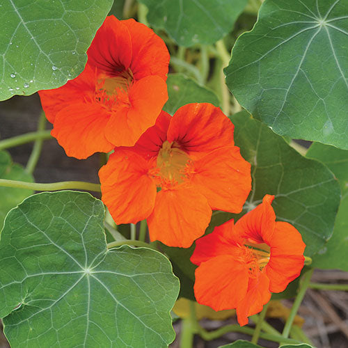 Seed Savers Exchange - Empress of India Nasturtium