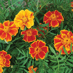 Seed Savers Exchange - Red Marietta Marigold