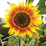Seed Savers Exchange - Ring of Fire Sunflower