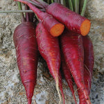 Seed Savers Exchange - Dragon Carrot