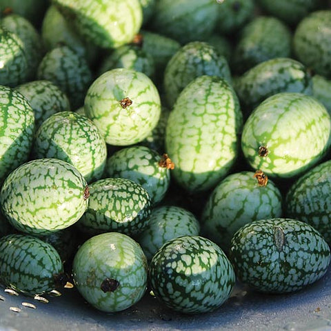 Seed Savers Exchange - Mexican Sour Gherkin (Cuke Nuts)