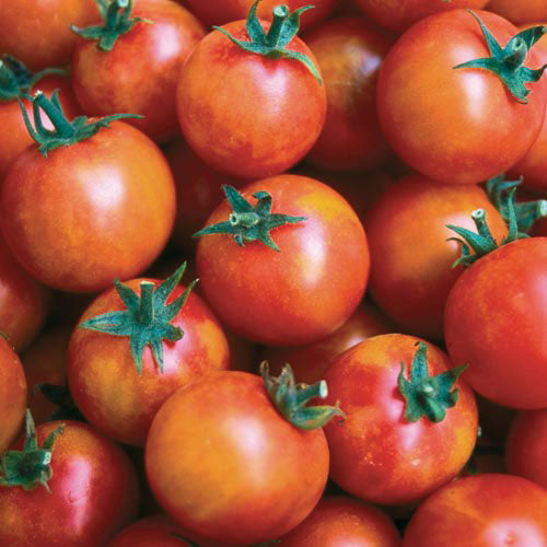 Seed Savers Exchange - Isis Candy Cherry Tomato