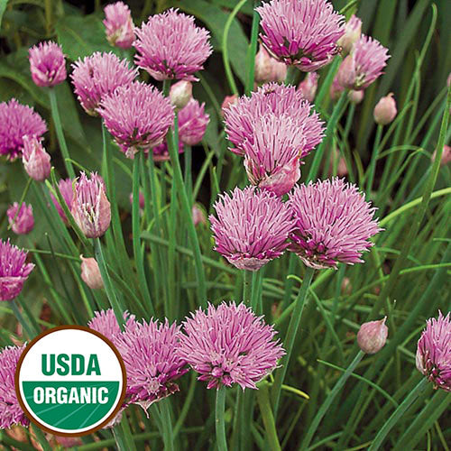 Seed Savers Exchange - Chives