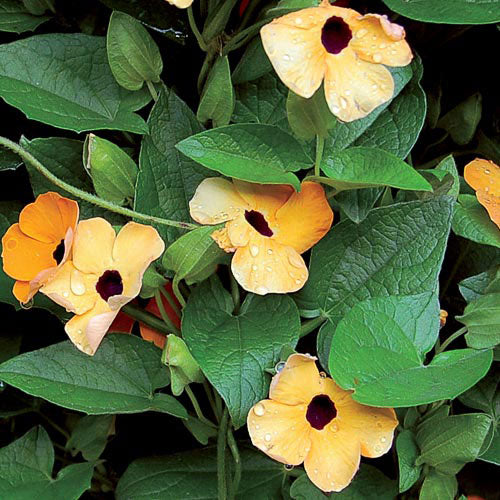 Seed Savers Exchange - Black-Eyed Susan Vine