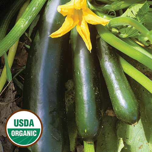 Seed Savers Exchange - Black Beauty Zucchini