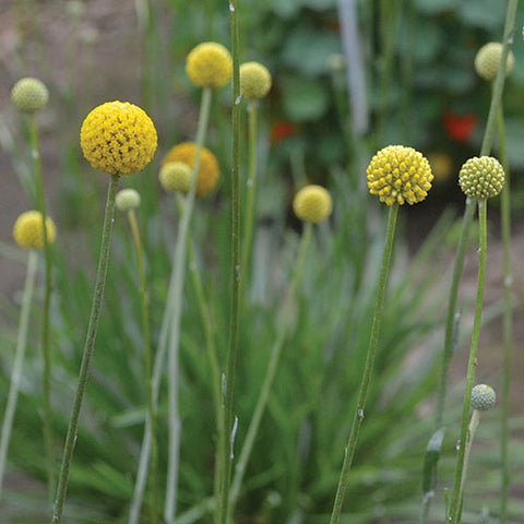 Seed Savers Exchange - Drumstick Flower