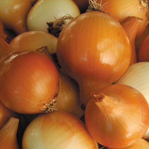 Seed Savers Exchange - Yellow of Parma Onion