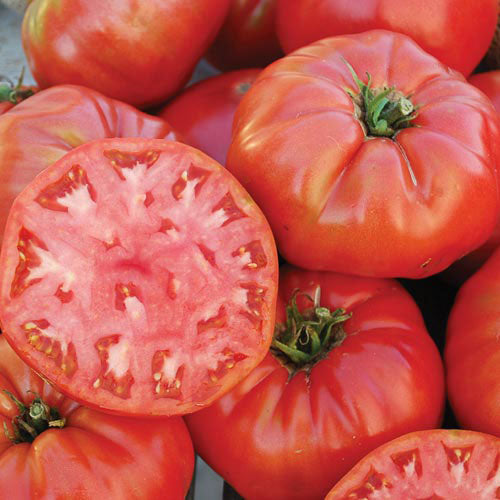 Seed Savers Exchange - Mortgage Lifter (Halladay's) Tomato