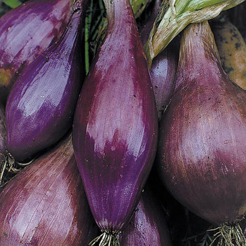 Seed Savers Exchange - Long Red Florence Onion