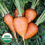 Seed Savers Exchange - Paris Market Carrot