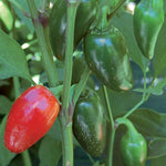 Seed Savers Exchange - Jalapeno (Traveler Strain) Pepper
