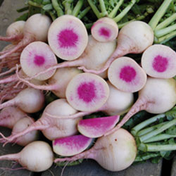 Seed Savers Exchange - Watermelon Radish