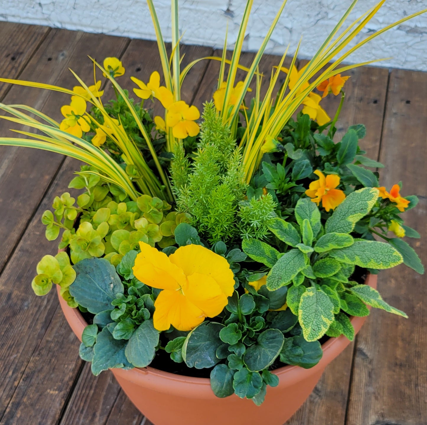 Annual Color Bowl - Warm Colors