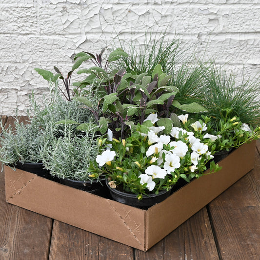 Summer Annuals DIY Container Kit - Silver and Green