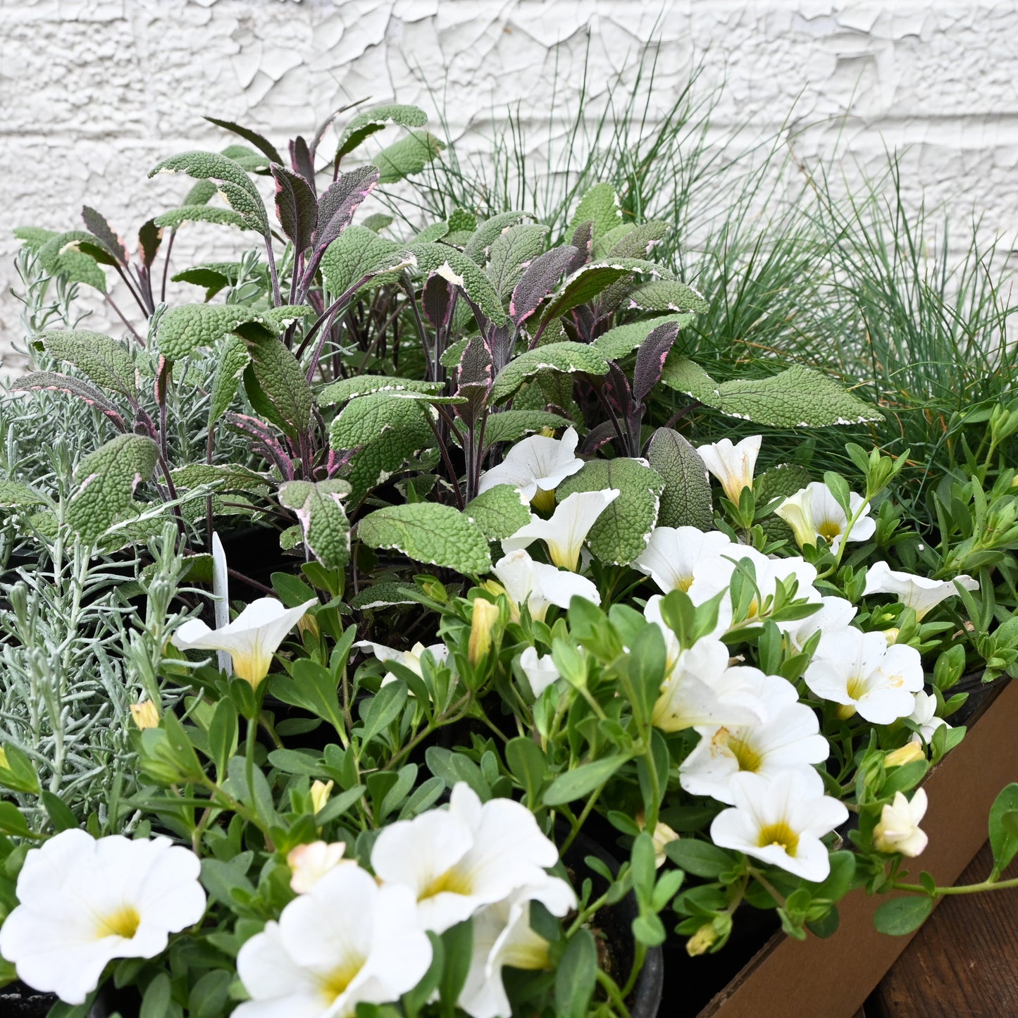 Summer Annuals DIY Container Kit - Silver and Green