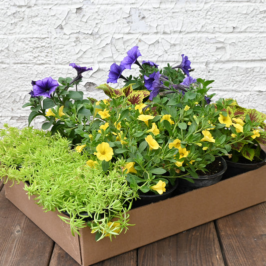 Summer Annuals DIY Container Kit - Bold and Colorful