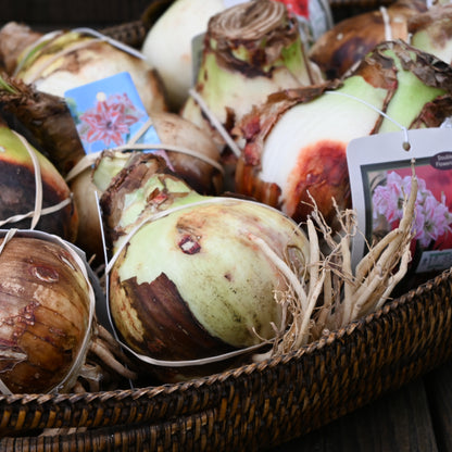 Ready-to-Grow Amaryllis Bulbs