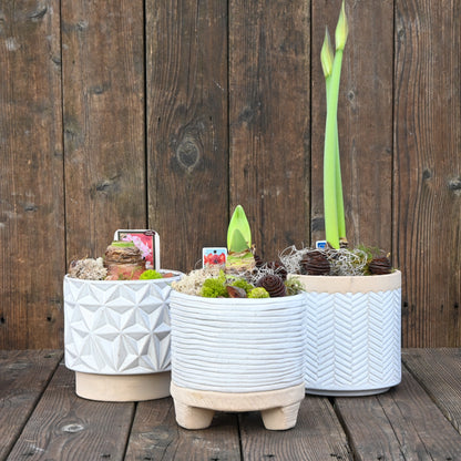 Ready-to-Grow Amaryllis Bulbs