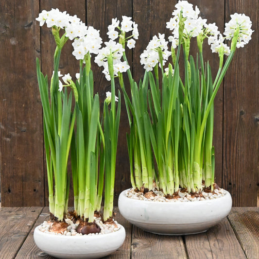 Ready-to-Grow Paperwhite Bulbs