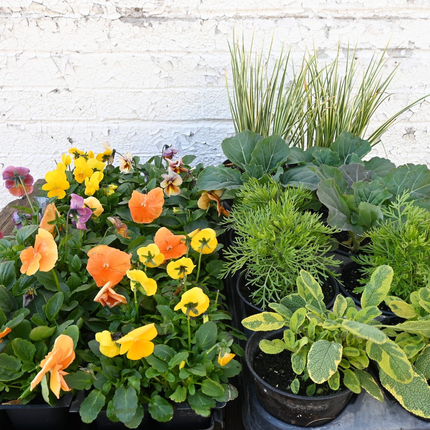 Spring Annuals DIY Container Kit - Warm Colors