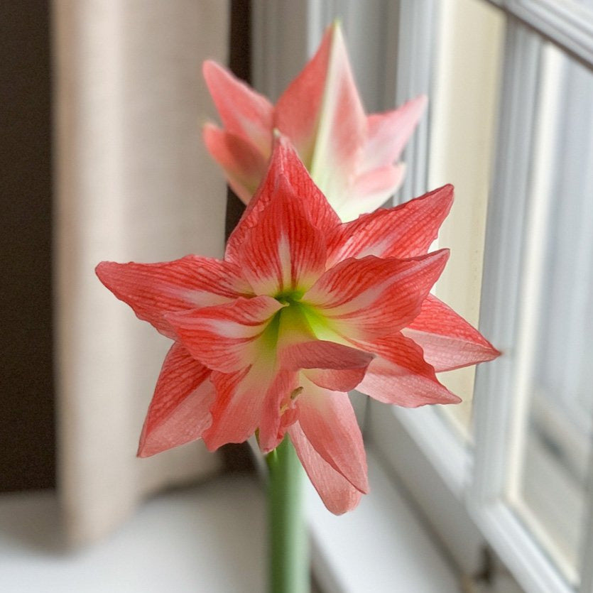 Ready-to-Grow Amaryllis Bulbs