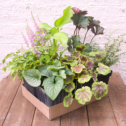 Perennial Pack - Shade/Part Shade - 20% OFF