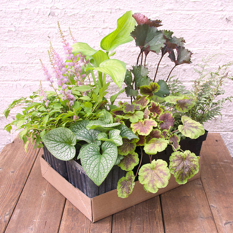 Perennial Pack - Shade/Part Shade