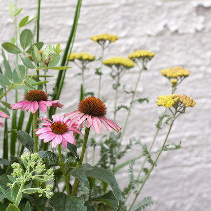 Perennial Pack - Tough Plants for Tough Spaces - 20% OFF