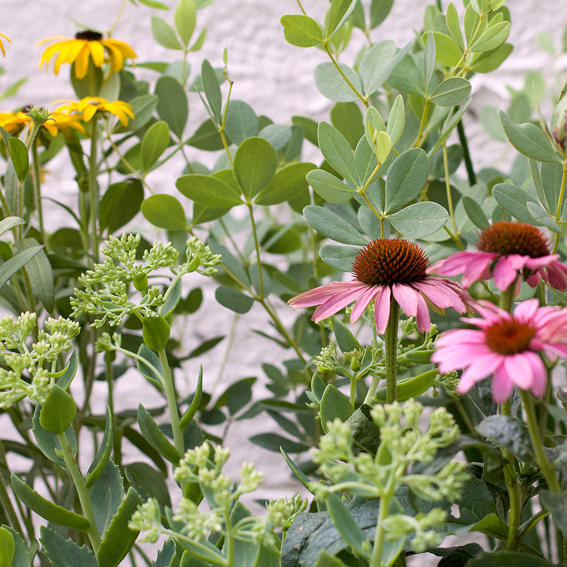 Perennial Pack - Tough Plants for Tough Spaces – Tangletown Gardens