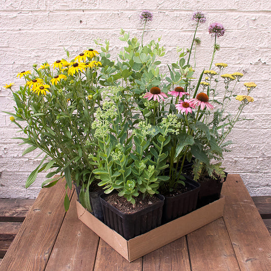 Perennial Pack - Tough Plants for Tough Spaces - 20% OFF