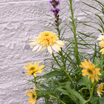 Perennial Pack - Full Sun - 20% OFF