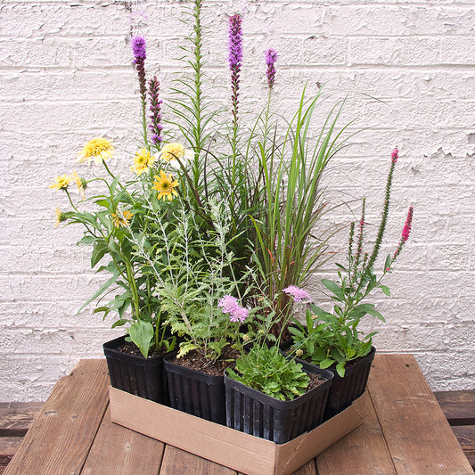Perennial Pack - Full Sun - 20% OFF